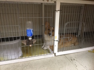 看板犬のコーギー